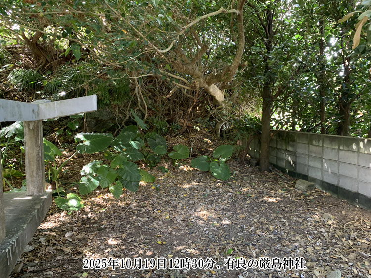 �L�ǂ̌����_��